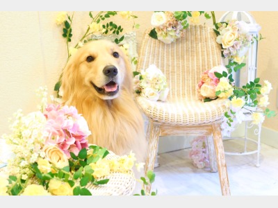 ペットと泊まれる宿イメージ