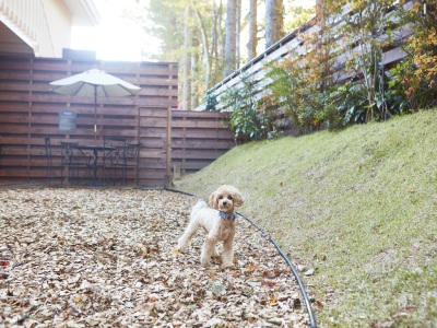 屋外ドックラン