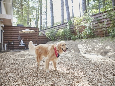 屋外ドックラン