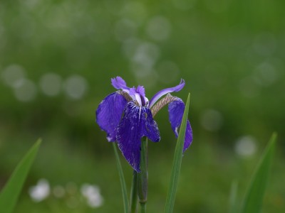 ヒオウギアヤメ