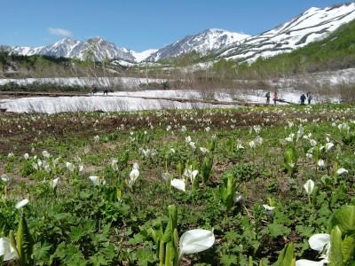 栂池自然園の水芭蕉