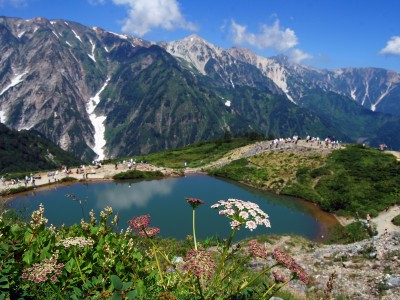八方池と高山植物