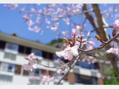 桜咲く頃のルミエスタホテル