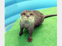 �킭�킭�ǂ��Ԃ����̃J���E�\�i����L���j���~�G�x��