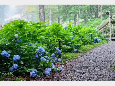 あじさい園