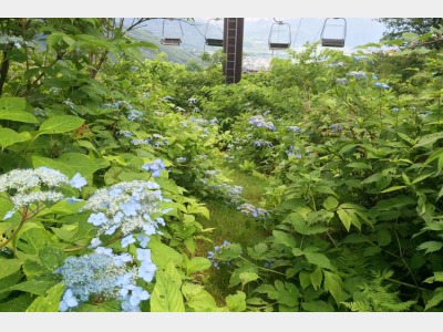 あじさいの小径