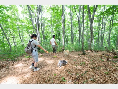 かもしかの散歩道
