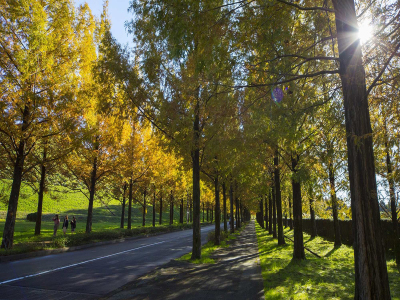 ■メタセコイア並木｜太陽が丘に１キロほどにわたって続く　<写真提供:金沢市>