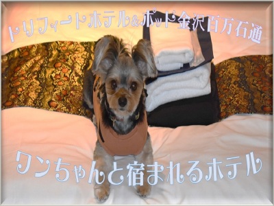Dog Friendly