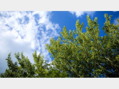 高台の緑に囲まれた静かな宿でございます。