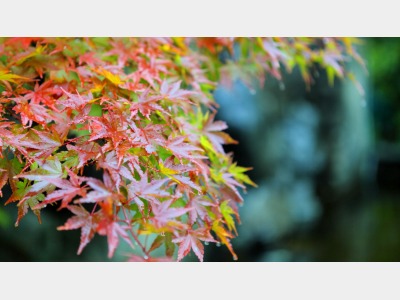 高台の緑に囲まれた静かな宿でございます。