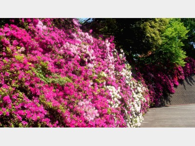 ＧＷ頃が見頃♪春の庭を彩る色とりどりの「つつじの花」が垣根２０ｍ程続きます。