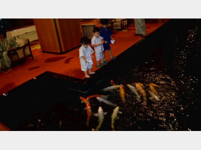 ★ロビーの鯉は人影に寄ってきます♪可愛いですよ!※冬は冬眠します