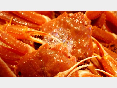 冬の醍醐味！絶品・活き蟹を味わう大人の旅。【本格・活蟹会席イメージ】