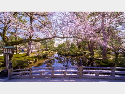 【春の兼六園】※石川県の有名観光スポット。桜のお花見スポットでも有名。※当館から車で約６０分程です