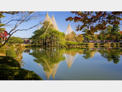 【冬の兼六園・雪つり】石川県の有名観光スポット。冬の見どころは美しい雪吊※当館から車で約６０分程です