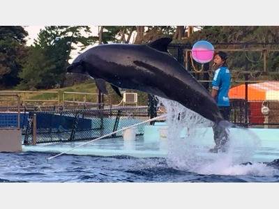 【越前松島水族館】お子様連れに最適な規模。大人でも楽しめます！※当館から車で約50分程