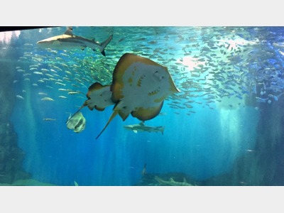 【越前松島水族館】お子様連れに最適な規模。大人でも楽しめます！※当館から車で約50分程