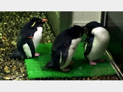 【越前松島水族館】お子様連れに最適な規模。大人でも楽しめます！※当館から車で約50分程