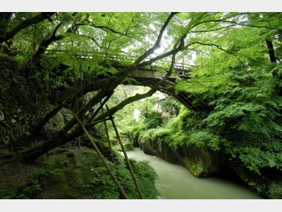 新緑に包まれた「こおろぎ橋（三代目）」は絶景です