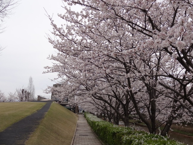 柴山潟湖畔公園は柴山潟に面した桜の名所です