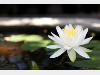 ����ɍ炢����