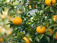 �����ӊό��u���S�I�����W�p�[�N�v�i���ق��Ԃ�15���j