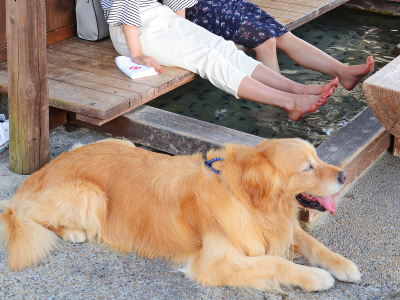 ◆お散歩途中に足湯でゆったり♪わんちゃんもひと休み☆