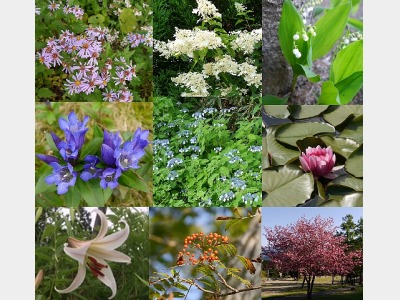 白鳥高原で見れる草花