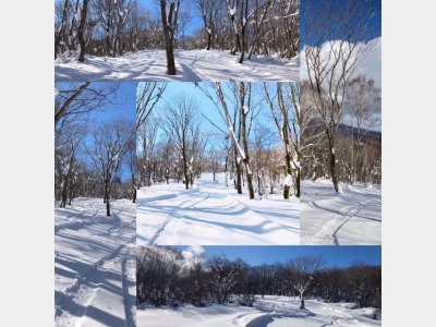 バックカントリーツリーランエリア