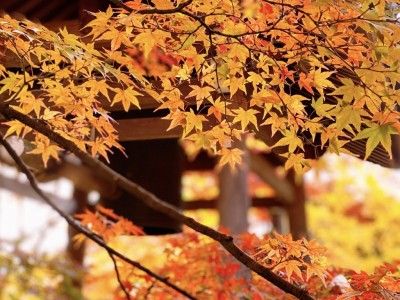 紅葉