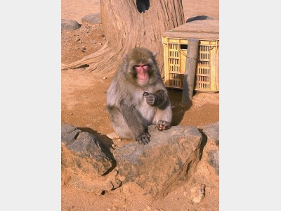 モンキーパーク