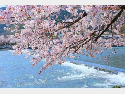 桜
