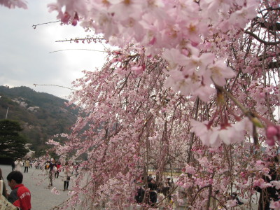 桜