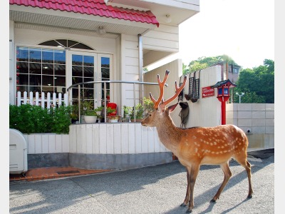 鹿とこっとん