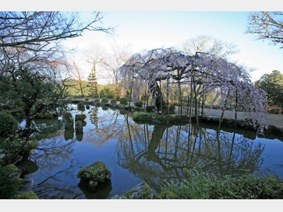 桜シーズンの群芳園