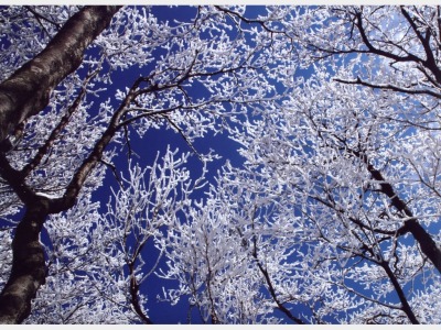 御在所岳の“樹氷”