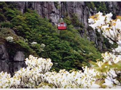 シロヤシオとロープウェイ