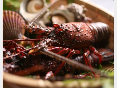 伊勢エビ　イメージ