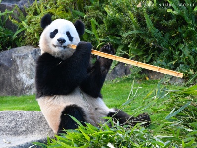 【周辺観光地】アドベンチャーワールド・パンダ「楓浜」