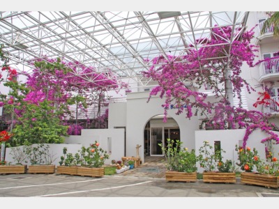 6月に満開を迎える南国ならではの花、ブーゲンビリア