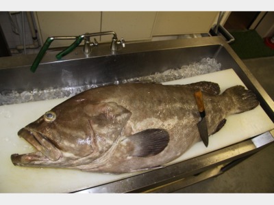 秋から冬にかけて旬を迎える、絶品の高級魚はやはり本クエ