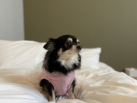 ���������摜�@