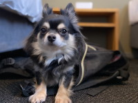 ���������摜�A