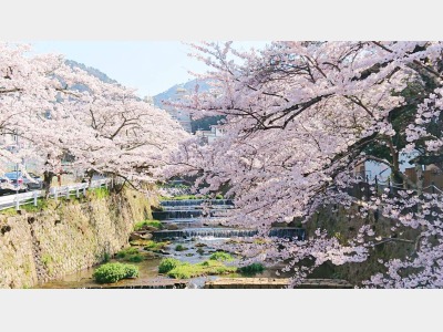 有馬川沿いの桜