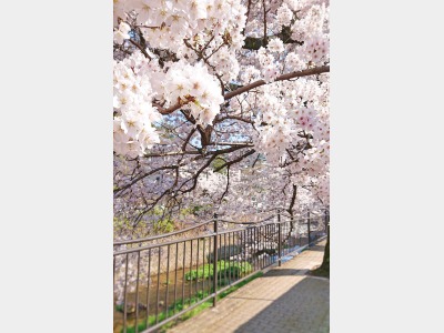 有馬川遊歩道沿いの桜
