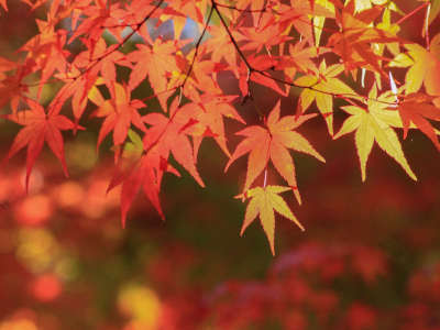 瑞宝寺公園　秋・紅葉