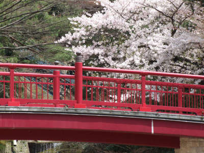有馬には有名な桜の名所が数多くあります。写真は有馬橋付近の桜です。