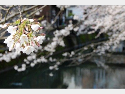 春の桜（温泉街）