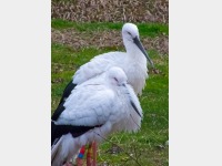 �����̂Ƃ�